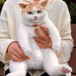 Simulation Cat Backpack Doll Children'S  Kitten Model Fake Simulation Animal Doll Plush Toy